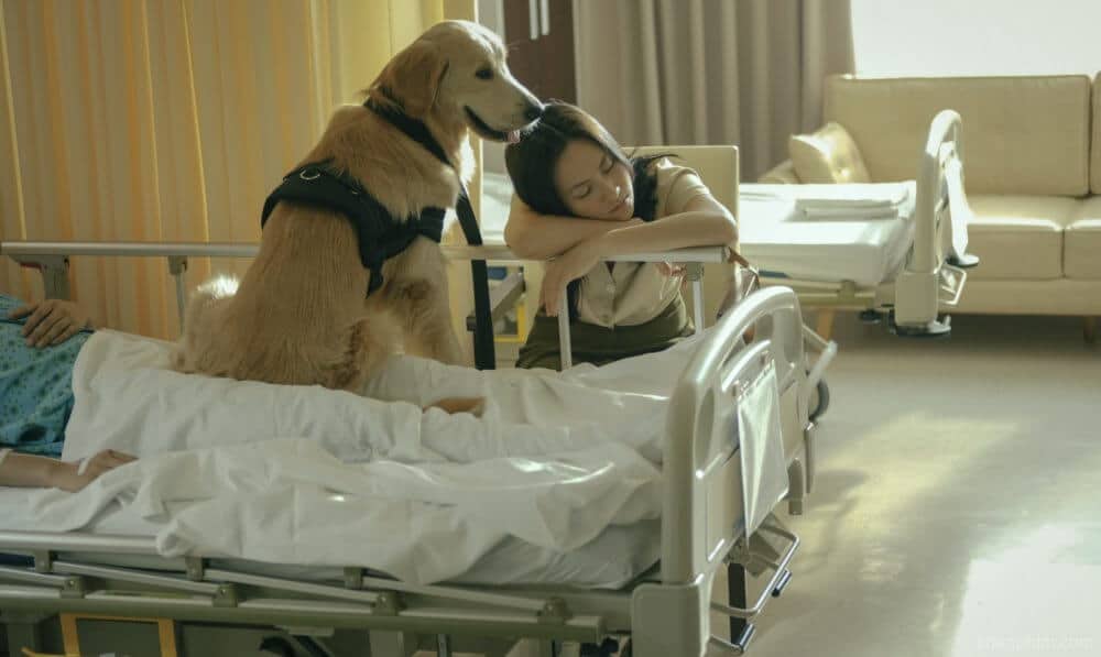 Chú chó Ben cũng là "nhân vật" được yêu mến trong phim Bằng chứng vô hình